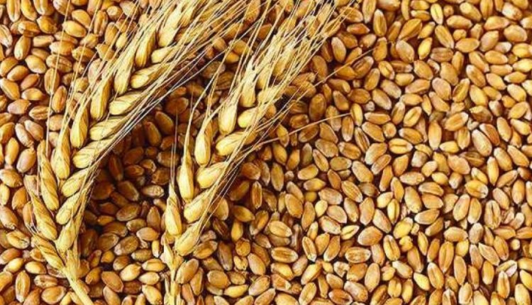 صوبائی کابینہ نے پنجاب سے ضرورت کے مطابق محکمہ خوراک کو گندم کی خریداری کی منظوری دیدی