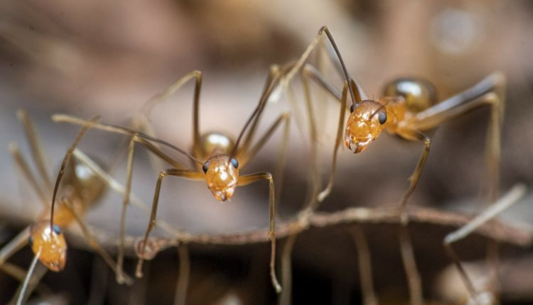 بھارت میں ‘پاگل’ چیونٹیوں نے خوف پھیلا دیا