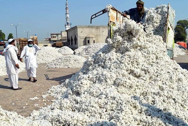 سیلاب کی تباہ کاریاں؛ کپاس کے نرخ بلند ترین سطح پر پہنچ گئے