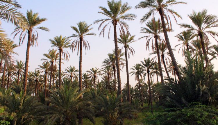 بارش سے پنجگور میں ایک لاکھ 15 ہزار 978 ٹن اعلیٰ اقسام کی کھجوریں ضائع ہوگئیں