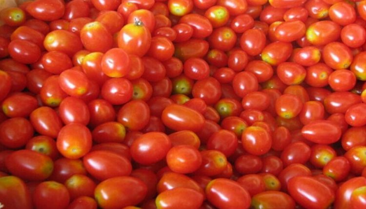 کراچی کے بازاروں میں افغانی ٹماٹروں کی آمد