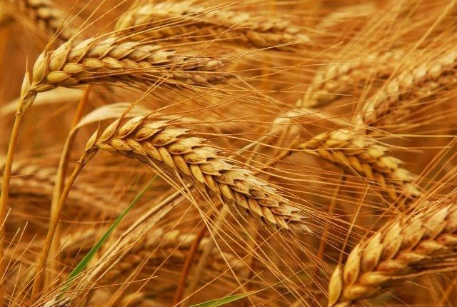 روس، طالبان میں پٹرول، گندم اور گیس خریداری کا معاہدہ