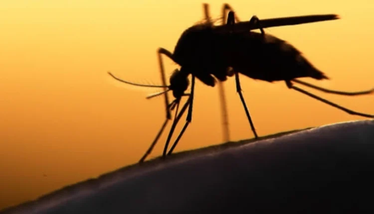 بلوچستان میں ڈینگی کے مزید 29 کیس رپورٹ، رواں ہفتے تعداد 127 ہوگئی