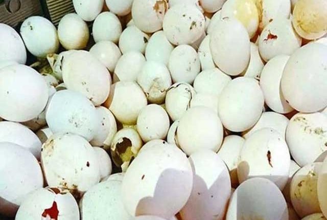 پنجاب فوڈ اتھارٹی نے 12 ہزار گندے انڈے و دیگر ناقص اشیاء تلف کردیں