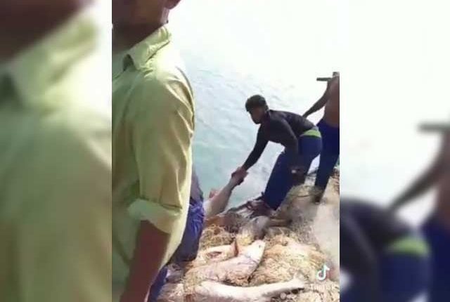 کراچی میں ماہی گیروں کی چاندی، نایاب سوا مچھلی جال میں پھنس گئی