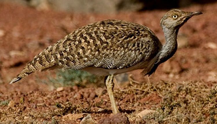 بلوچستان میں کسی کو بھی غیر قانونی شکار کی اجازت نہیں دینگے، سیکرٹری جنگلات