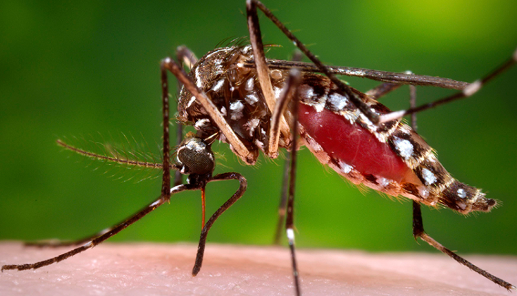 تربت میں ڈینگی تیزی سے پھیلنے لگا‘ ابتک5افراد جاں بحق