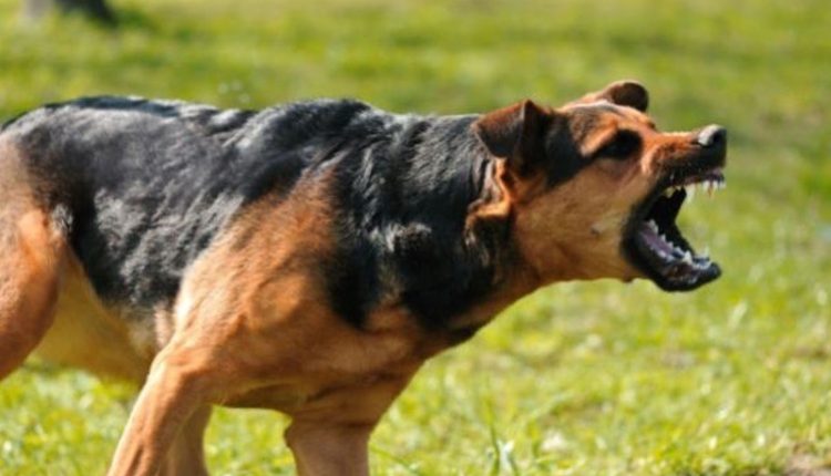 کتے کے بھونکنے پر جھگڑا، خاتون ہلاک اور 5 افراد زخمی