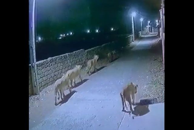 8 شیروں کی سڑک پرٹہلنے کی ویڈیو وائرل ہوگئی